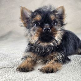 Skye - Black and tan female Yorkshire Terrier puppy in Santa Clarita, California from Pixieland Yorkshire Terriers
