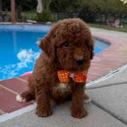 Tucker - Red  male Goldendoodle puppy in Mint Hill, North Carolina from DoodleForever