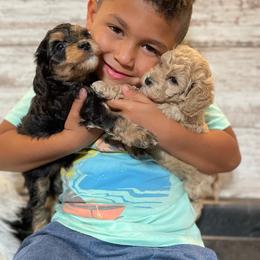 Cavapoo, Pyredoodle, and Sheepadoodle Puppies from Davis Family Doodles