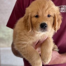 Golden Retriever Puppies from Chizan Goldens