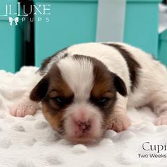 Cupid - Black gold and white female Shorkie puppy in Scottsdale, Arizona from Lil Luxe Pups