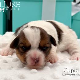 Cupid - Black gold and white female Shorkie puppy in Scottsdale, Arizona from Lil Luxe Pups