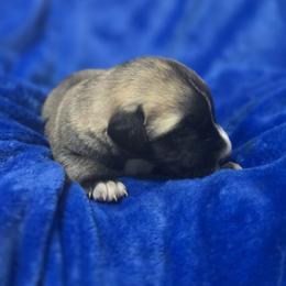 Anatolian Shepherd Dog Puppies from Florida Anatolian Shepherds