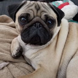 Pug Puppies from Windsor Pugs
