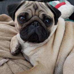 Pug Puppies from Windsor Pugs