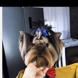 Raphael - Yorkshire Terrier