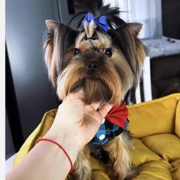 Raphael - Yorkshire Terrier