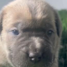 Cane Corso Puppies from 948 Cane Corso