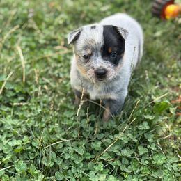 Stetson - Blue male Australian Cattle Dog puppy in Cottage Grove, Oregon from Heirloom Ranch