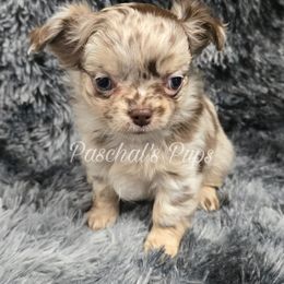 Ember - Merle female Chihuahua puppy in Bowdon, Georgia from Paschal's Pups