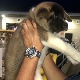 Akita Puppies from Gonza Akitas