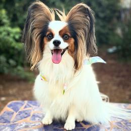 Papillon All Grown Up from PapillonPups