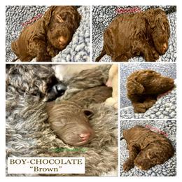 Goldendoodle and Poodle Puppies from SnickerDoodlePups