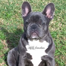 French Bulldog All Grown Up from Hello Frenchies