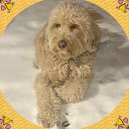 Australian Labradoodles from Agape Labradoodles