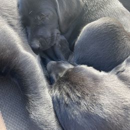Labrador Retriever Puppies from Dinas Duck Dogs