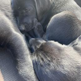 Labrador Retriever Puppies from Dinas Duck Dogs