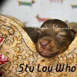 Dachshund Puppies from Pasek Kennels