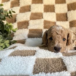 Charlie - Cream male Goldendoodle puppy in Litchfield, Connecticut from Gracie Doodles CT