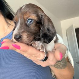 Waffle - Piebald female Dachshund puppy in Tucson, Arizona from Tucson Dachshund Co.