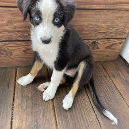 Chimichanga - Black tri female Miniature Australian Shepherd puppy in Frankenmuth, Michigan from Frankenmuth Mini Aussies