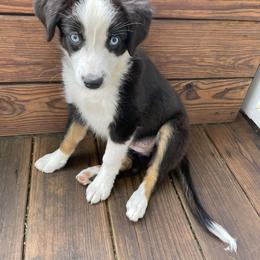Chimichanga - Black tri female Miniature Australian Shepherd puppy in Frankenmuth, Michigan from Frankenmuth Mini Aussies