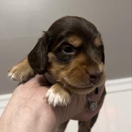 Crunch   AKC   PRA  CLEAR - Chocolate and tan male Dachshund puppy in Miami, Florida from Maitime Dachshund