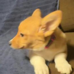 Female 3 - Fawn female Pembroke Welsh Corgi puppy in Oxford, Pennsylvania from K&S Quality Pembroke Welsh Corgi’s