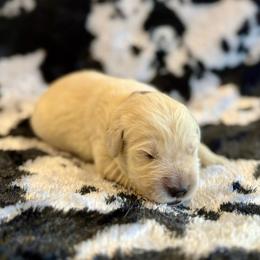 Sweetie - Light golden female Golden Retriever puppy in Oregon from Bliss Retrievers