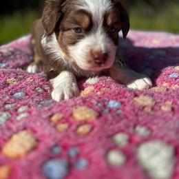 Girl 2 - Red & white female Toy Australian Shepherd puppy in Ocala, Florida from Crazy Aussie Chaos