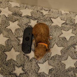 Tiny Tim - Red  male Poodle puppy in Mapleton, Utah from Caboodles Of Poodles