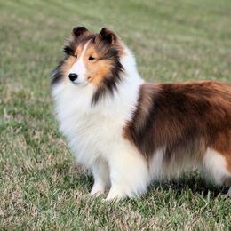 Locket - Shetland Sheepdog