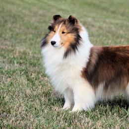 Locket - Shetland Sheepdog
