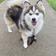 Lobo