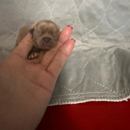 Mars - Silver and white female Chihuahua puppy in Dime Box, Texas from Color Me Crazy Chihuahuas