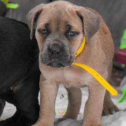 Yellow - Gray and fawn female Cane Corso puppy in Sault Ste Marie, Michigan from Willow Creek Cane Corsos