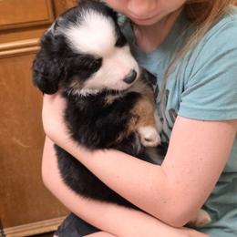 Vince - Black tri male Toy Australian Shepherd puppy in Leonard, Texas from Tin Roof Aussies