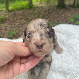 Ralf - Merle male Goldendoodle puppy in New Ringgold, Pennsylvania from Hawk Mountain Doodles