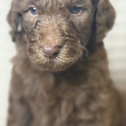 Assorted Doodle Crosses Puppies from LaiCi Doodles