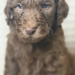 Assorted Doodle Crosses Puppies from LaiCi Doodles