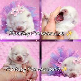 Ophelia - White female Pomeranian puppy in Anna, Texas from Fantasy Pomeranians & Fantasy Aussies