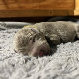 Willow - Chocolate female Labrador Retriever puppy in Eugene, Oregon from McKenzie Reign Labradors