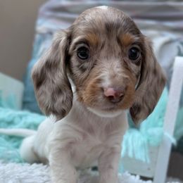 Barkley - Dapple male Dachshund puppy in Decatur, Mississippi from KP Dachshunds