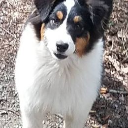 Australian Shepherds from Tuscany acres aussys