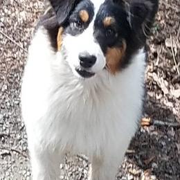 Australian Shepherds from Tuscany acres aussys
