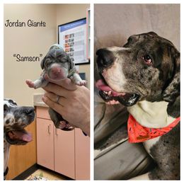 Boy 2 - Great Dane puppy in Lawrenceburg, Indiana from Jordan Giants