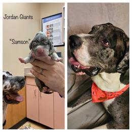 Boy 2 - Great Dane puppy in Lawrenceburg, Indiana from Jordan Giants