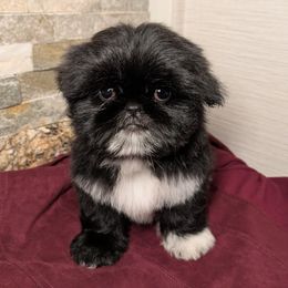 Companion Cross, Pekingese, and Shih Tzu Puppies from Shawgo Pups