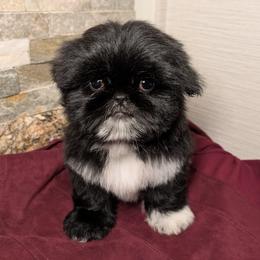 Companion Cross, Pekingese, and Shih Tzu Puppies from Shawgo Pups