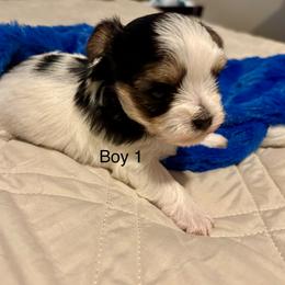 Boy 1 - Black & tan tri-color male Morkie puppy in Ocala, Florida from Hummingbird Fields